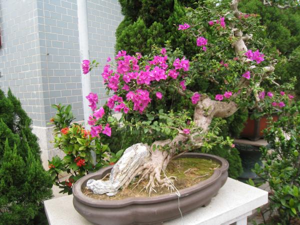 IMG 8720.JPG