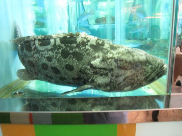 IMG 8819
