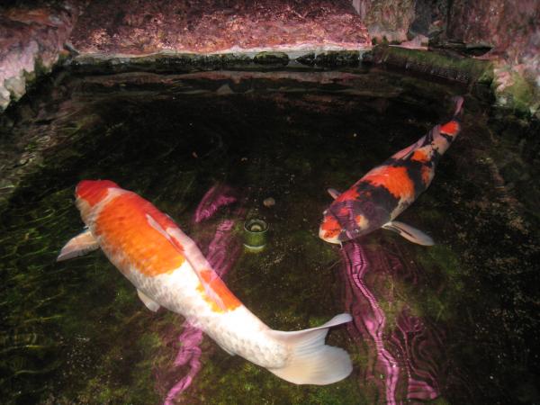 IMG 9287.JPG