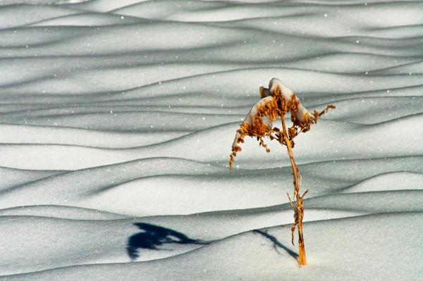 Snow Scape 1