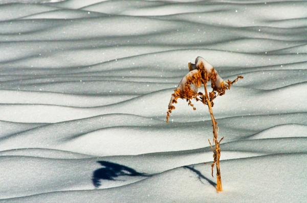 Snow Scape