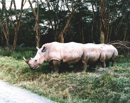 Twelve Legged Rhino tb